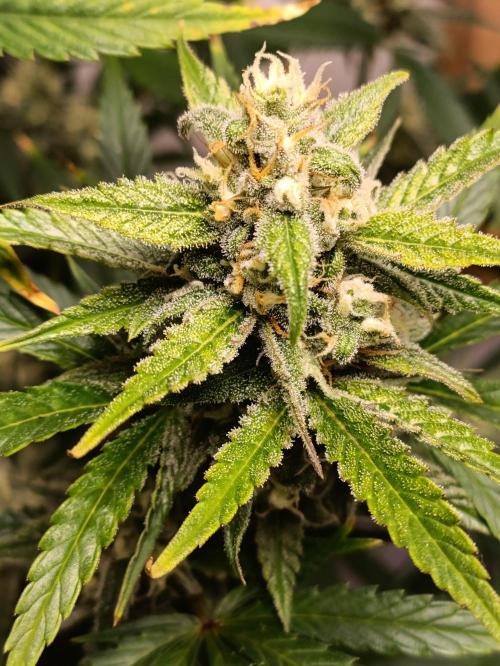 GROWBOX 1 (8.+9.+10.). Week 11