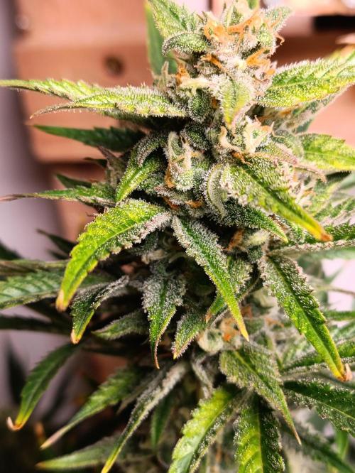GROWBOX 1 (8.+9.+10.). Week 11