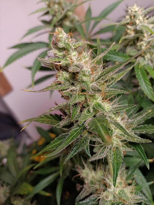 GROWBOX 1 (8.+9.+10.). Week 11