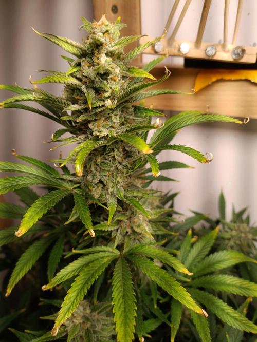 GROWBOX 1 (8.+9.+10.). Week 11