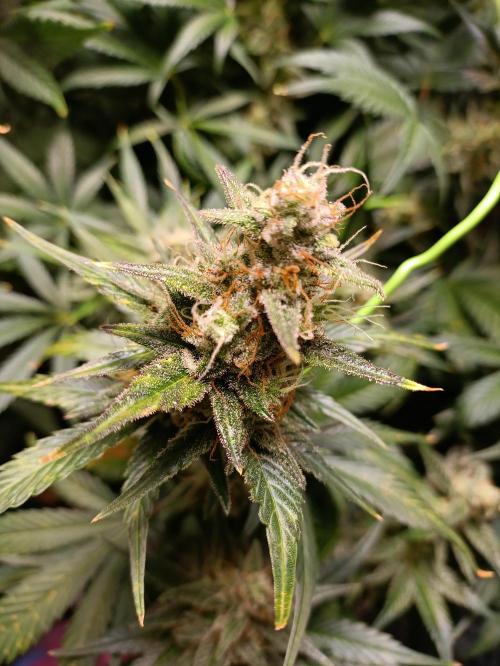 GROWBOX 1 (8.+9.+10.). Week 11