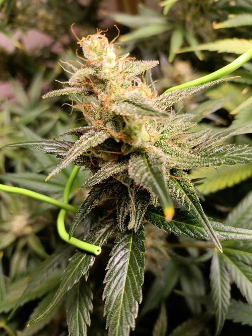 GROWBOX 1 (8.+9.+10.). Week 11
