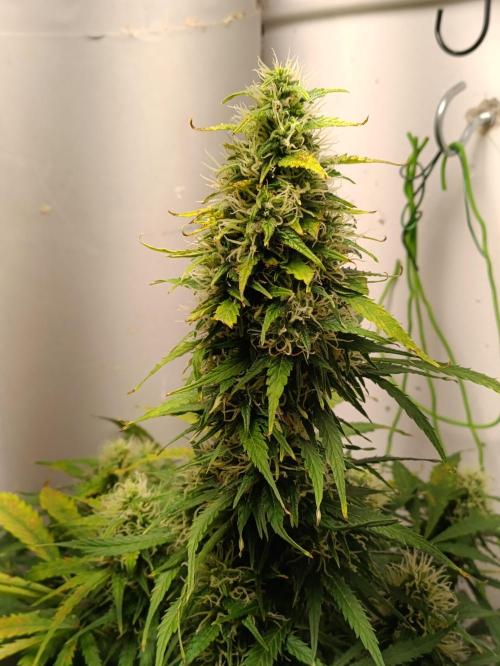 GROWBOX 1 (8.+9.+10.). Week 11