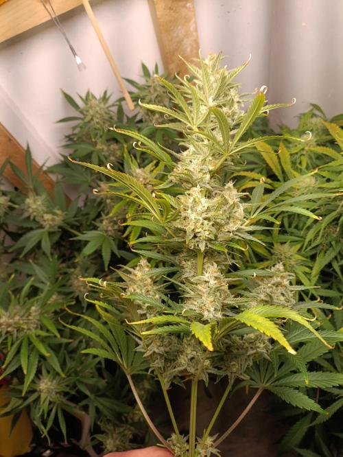 GROWBOX 1 (8.+9.+10.). Week 11