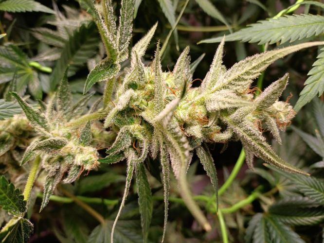 GROWBOX 1 (8.+9.+10.). Week 11