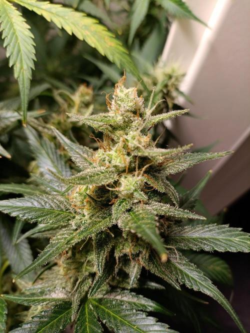 GROWBOX 1 (8.+9.+10.). Week 11