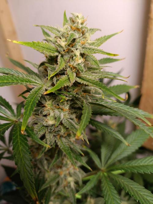 GROWBOX 1 (8.+9.+10.). Week 11