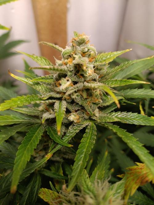 GROWBOX 1 (8.+9.+10.). Week 11