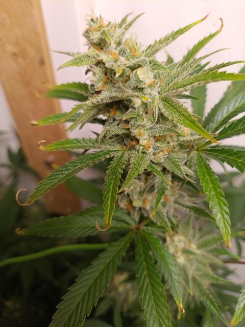 GROWBOX 1 (8.+9.+10.). Week 11