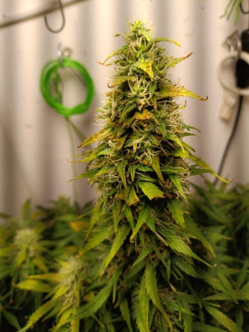 GROWBOX 1 (8.+9.+10.). Week 11