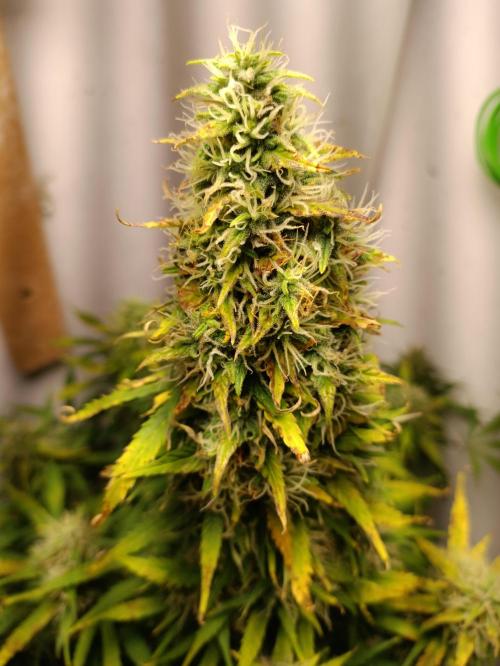 GROWBOX 1 (8.+9.+10.). Week 13