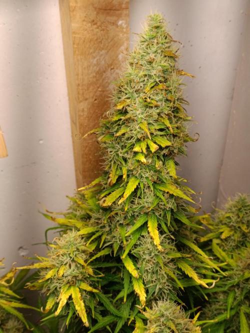 GROWBOX 1 (8.+9.+10.). Week 13