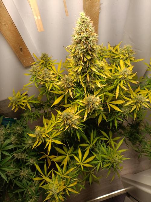 GROWBOX 1 (8.+9.+10.). Week 13