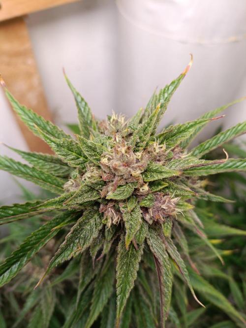 GROWBOX 2 (11.+12.+13.). Week 12