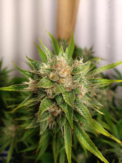 GROWBOX 2 (11.+12.+13.). Week 12