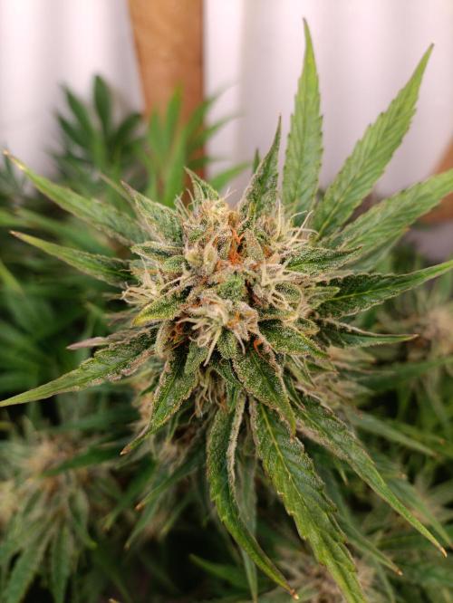 GROWBOX 2 (11.+12.+13.). Week 12