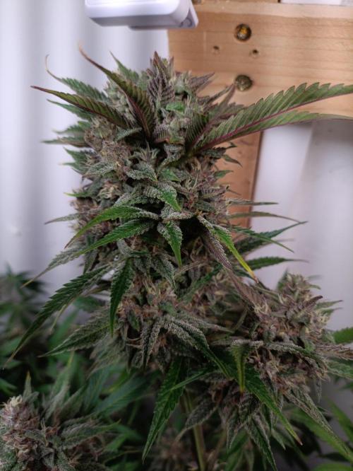 GROWBOX 2 (11.+12.+13.). Week 12