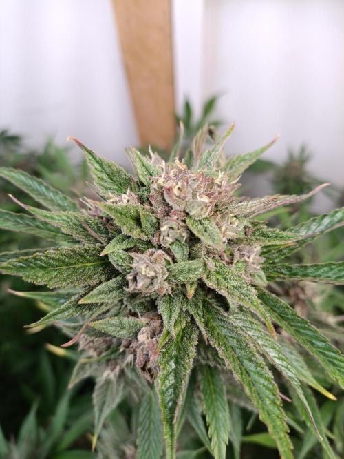 GROWBOX 2 (11.+12.+13.). Week 12