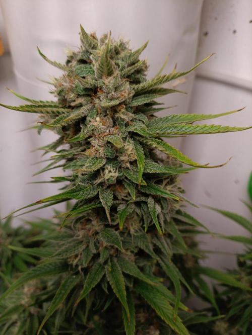 GROWBOX 2 (11.+12.+13.). Week 12