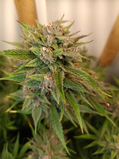 GROWBOX 2 (11.+12.+13.). Week 12