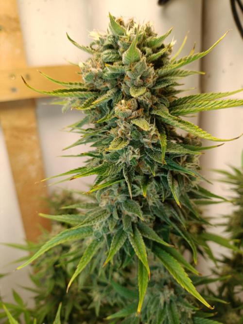 GROWBOX 2 (11.+12.+13.). Week 12