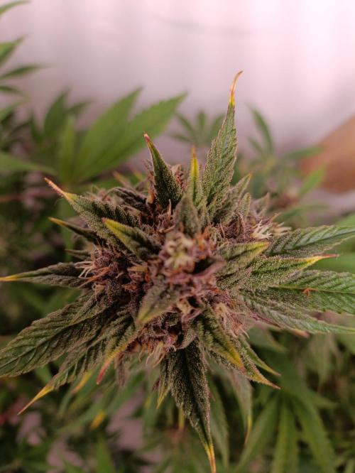 GROWBOX 2 (11.+12.+13.). Week 12
