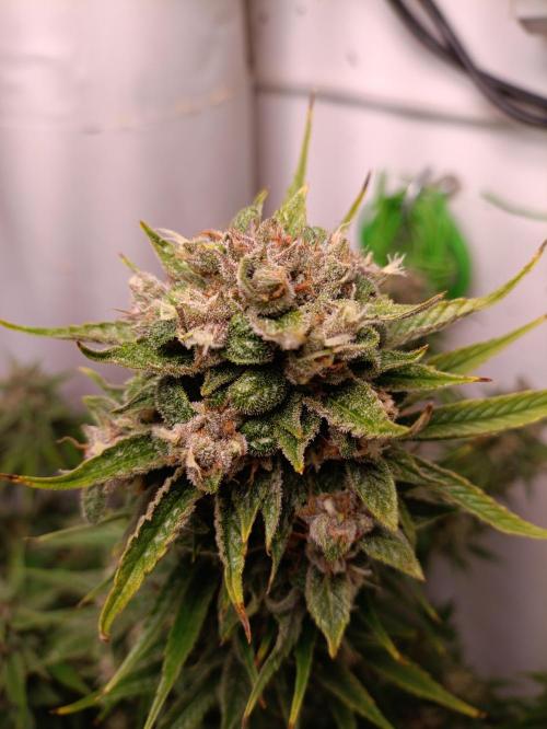 GROWBOX 2 (11.+12.+13.). Week 12