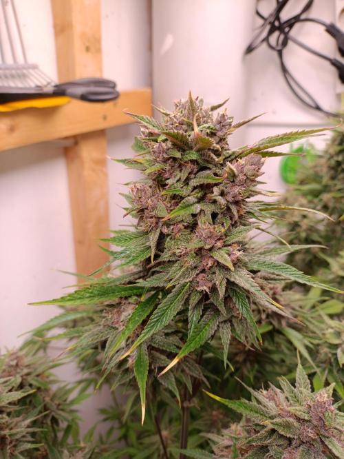 GROWBOX 2 (11.+12.+13.). Week 12