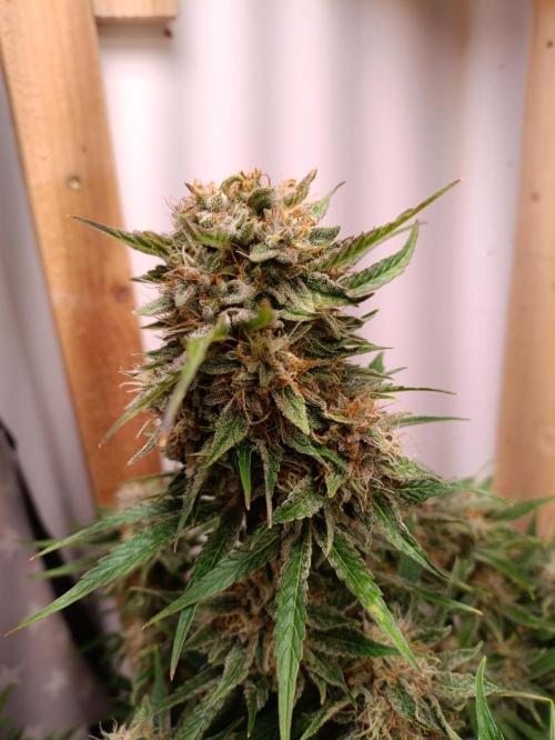 GROWBOX 2 (11.+12.+13.). Week 12