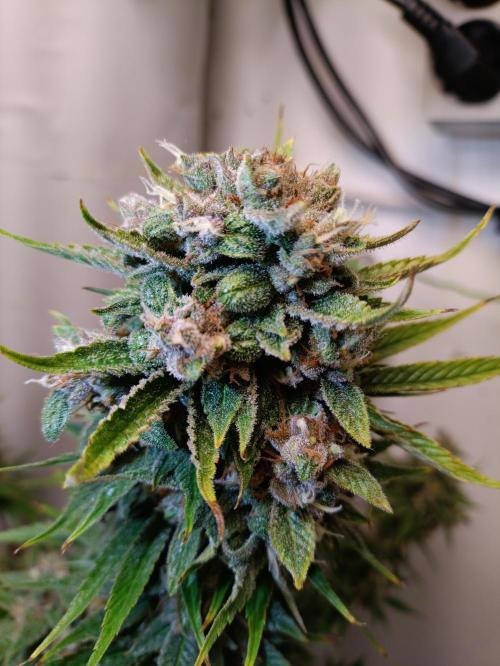 GROWBOX 2 (11.+12.+13.). Week 12