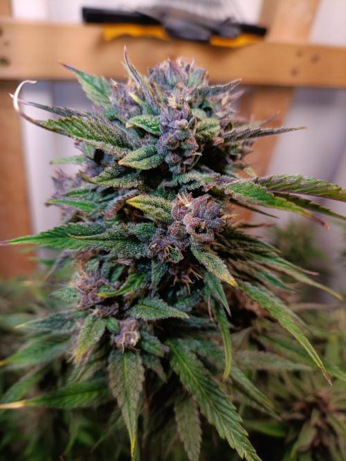 GROWBOX 2 (11.+12.+13.). Week 12