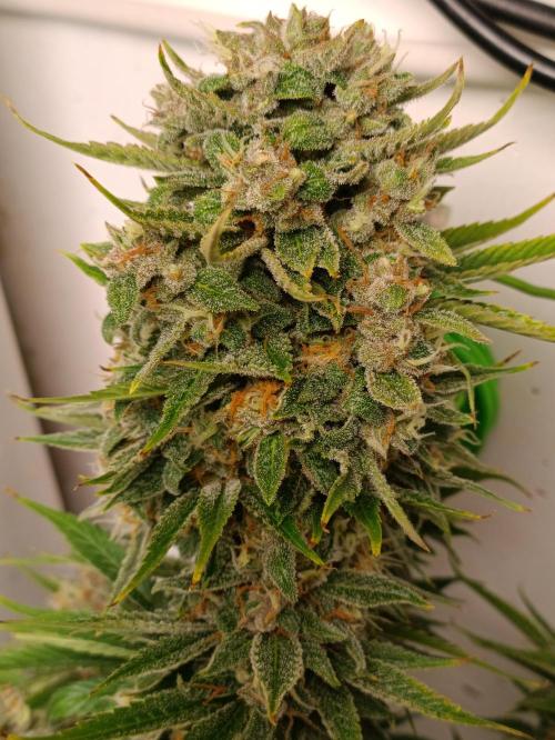 GROWBOX 2 (11.+12.+13.). Week 12