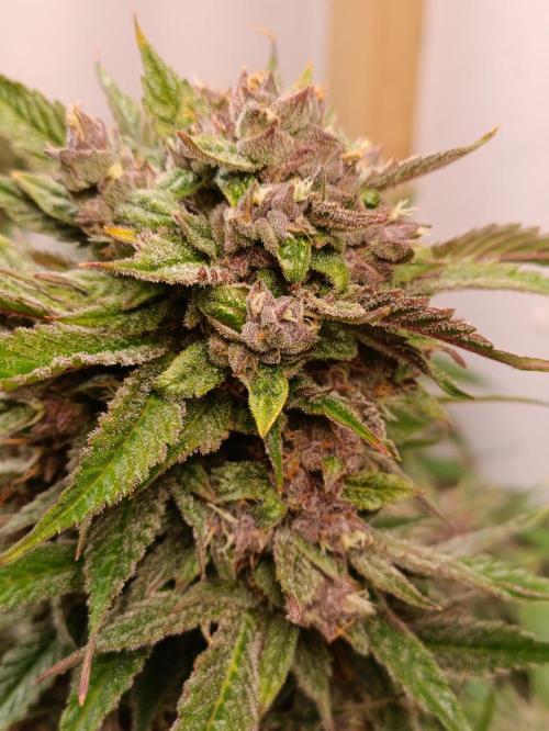 GROWBOX 2 (11.+12.+13.). Week 12