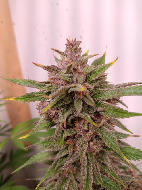 GROWBOX 2 (11.+12.+13.). Week 12