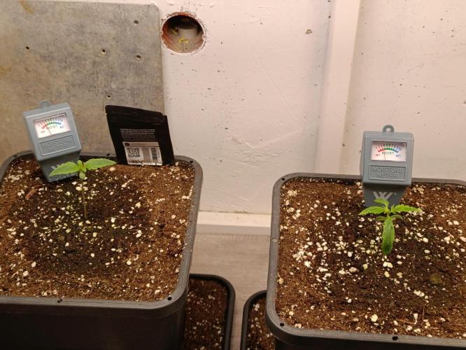 GROWBOX 3 (14.+15.+16.). Week 2