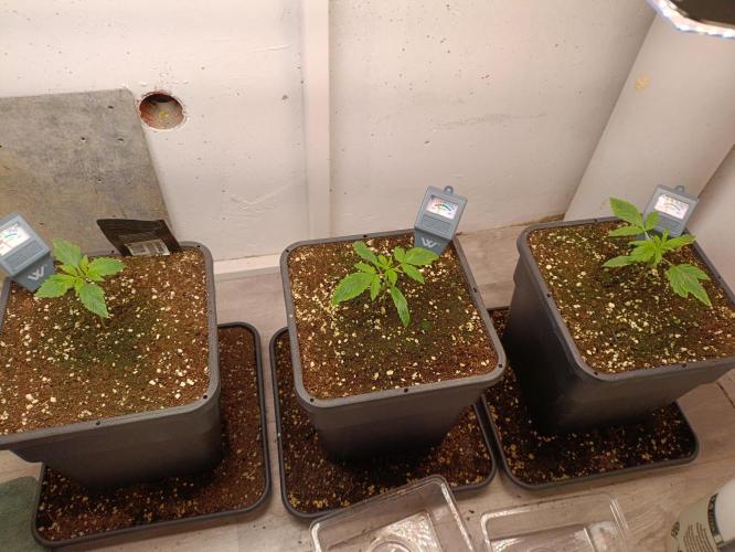 GROWBOX 3 (14.+15.+16.). Week 2