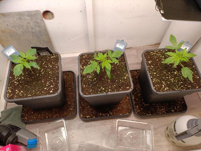 GROWBOX 3 (14.+15.+16.). Week 2