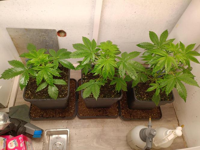 GROWBOX 3 (14.+15.+16.). Week 4