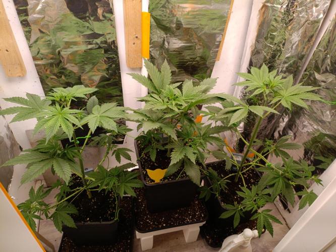 GROWBOX 3 (14.+15.+16.). Week 4