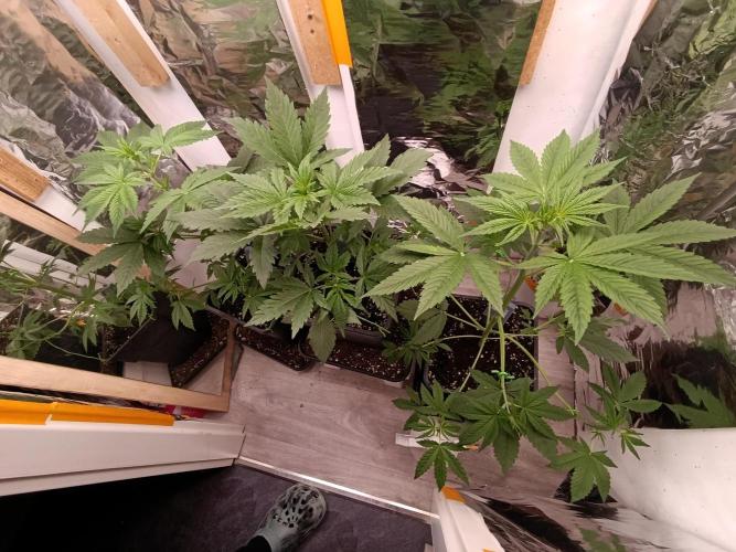 GROWBOX 3 (14.+15.+16.). Week 4