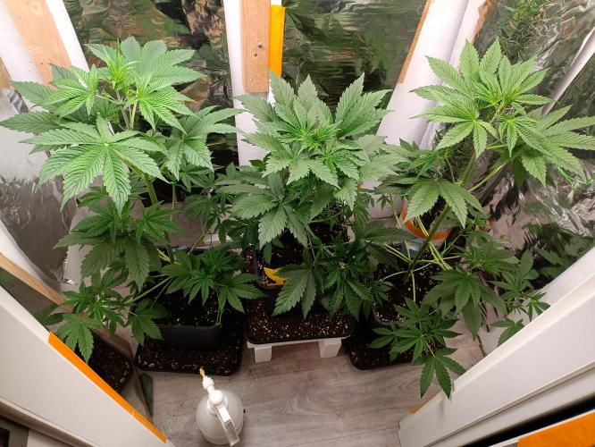 GROWBOX 3 (14.+15.+16.). Week 4