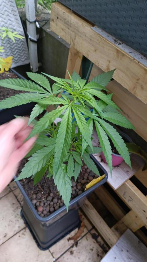 OUTDOOR GROWBOX 1 (5.+6.+6.1+7). Week 13 - BUDS PENCER