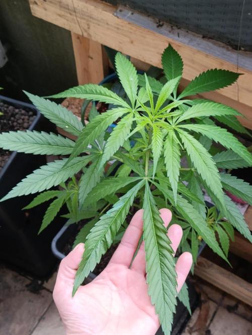 OUTDOOR GROWBOX 1 (5.+6.+6.1+7). Week 13