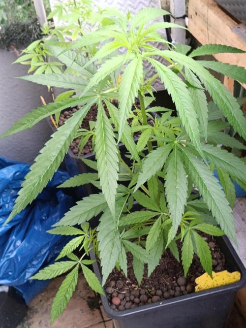 OUTDOOR GROWBOX 1 (5.+6.+6.1+7). Week 13