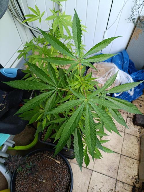 OUTDOOR GROWBOX 1 (5.+6.+6.1+7). Week 13
