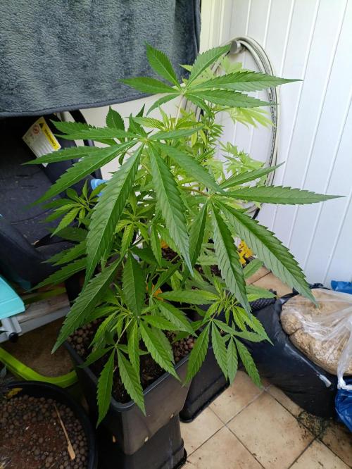 OUTDOOR GROWBOX 1 (5.+6.+6.1+7). Week 13