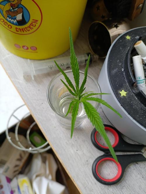 OUTDOOR GROWBOX 1 (5.+6.+6.1+7). Week 13 - BUDS PENCER's daughter