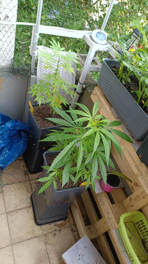 OUTDOOR GROWBOX 1 (5.+6.+6.1+7). Week 13