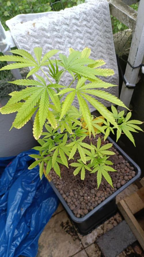 OUTDOOR GROWBOX 1 (5.+6.+6.1+7). Week 13 - TINY TOM