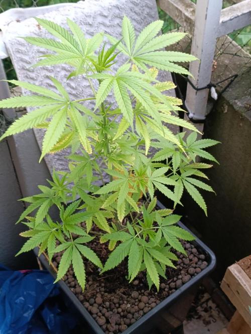 OUTDOOR GROWBOX 1 (5.+6.+6.1+7). Week 13